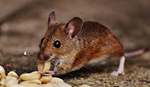 24 Hour & Emergency Exterminators in Oakdale, MA